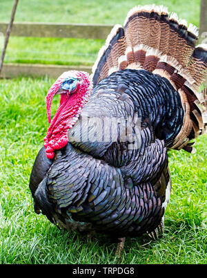 Male Turkey in breeding colour. Bank Holiday day at to a Safari Park ...