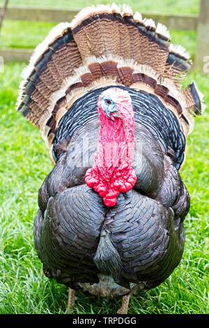 Male Turkey in breeding colour. Bank Holiday day at to a Safari Park ...