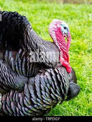 Male Turkey in breeding colour. Bank Holiday day at to a Safari Park ...