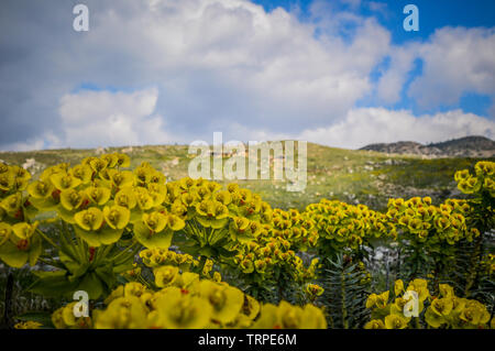 Flowers at the Cotton Castle in Pamukkale Stock Photo