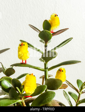 Yellow Easter chicken decorations on a jade plant, on a white background. Stock Photo