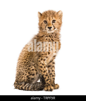 three months old cheetah cub sitting, isolated on white Stock Photo