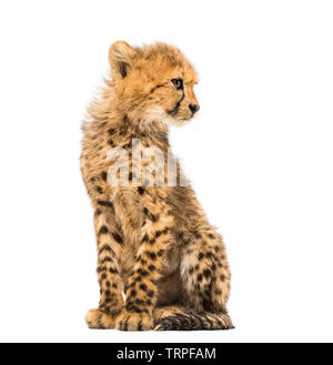 three months old cheetah cub sitting, isolated on white Stock Photo