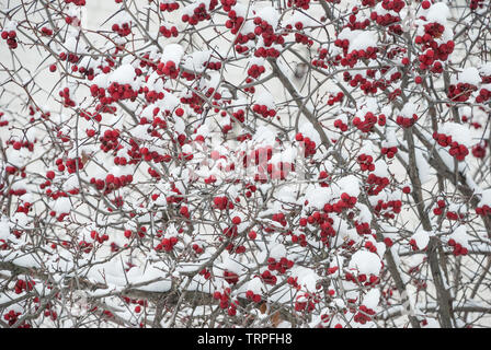 Large red berries of wild hawthorn on thorny branches covered with white snow in cold winter Stock Photo