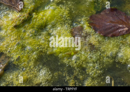 Filamentous algae or blanket weed oxygen bubbles forming in dense growth on the surface of a garden pond Stock Photo
