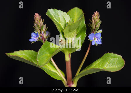 Fleshy succulent leaves and blue flower of marginal aquatic plant brooklime, Veronica beccabunga, Berkshire, May