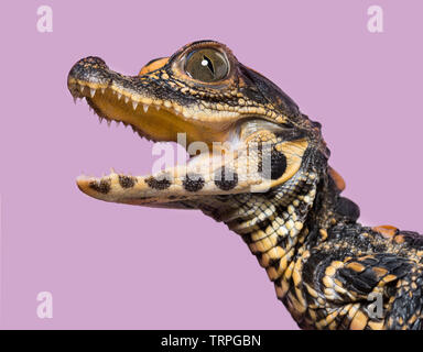 A dwarf crocodile (Osteolaemus tetraspis) open mouth, it is an