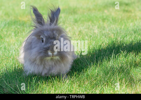 rabbt​［ラビット］​グレージュ 10,872 Fluffy Gray White Rabbit Stock Photos - Free