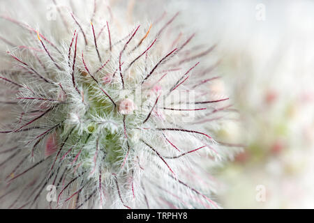 Geum rivale, the water avens, is a flowering plant of the family Rosaceae Stock Photo