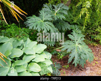 Large, incised leaves of the hardy perennial Ligularia japonica 'Chinese Dragon' share an exotic border with a blue leaved hosta Stock Photo
