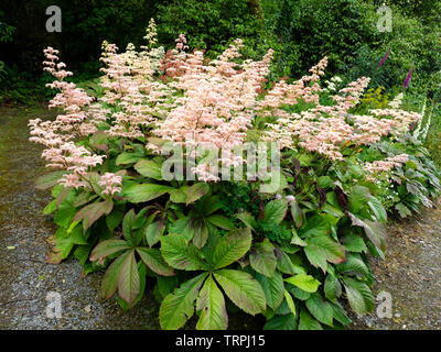 Pale pink frothy panicles above large pinnate leaves of the hardy perennial Rodgersia pinnata 'Superba' Stock Photo