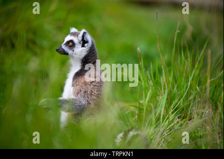 Lemur primate from the island of Madagascar sitting in green grass Stock Photo