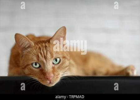 Cute ginger cat lying on the table and looking curious to the camera. Stock Photo