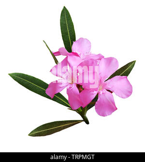 Pink oleander flowers and leaves isolated on white Stock Photo