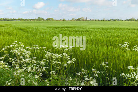 Beautiful English countryside with wheat field and ancient minster on horizon on bright morning under blue sky in Beverley, Yorkshire, UK. Stock Photo