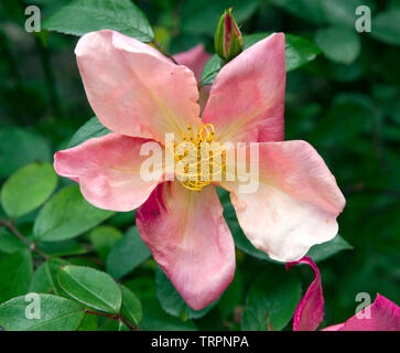 Rosa chinensis 'Mutabilis' Stock Photo