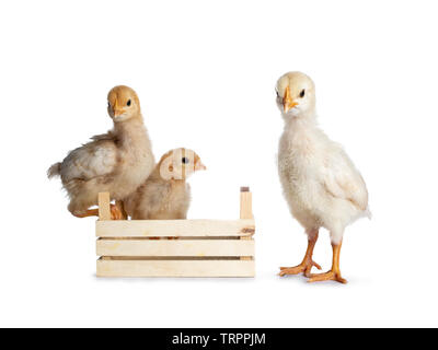 Group of 3 baby chicks. Two sitting in and on edge of little crate. One standing cheeky in front.  Isolated on white background. All looking to photog Stock Photo