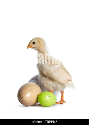 Cute baby chick standing die ways with 3 colored easter eggs. Looking straight ahead to the side. Isolated on a white backgroud. Stock Photo