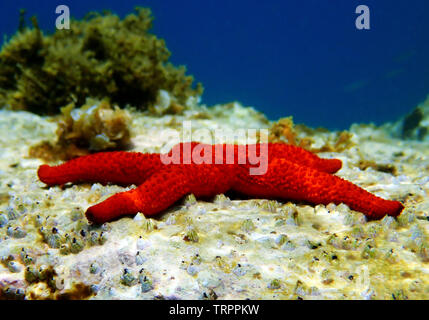 Mediterranean Red Sea Star - Echinaster sepositus Stock Photo