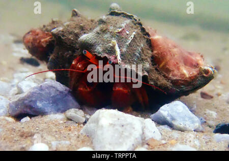 Red hermit crab with anemone - (dardanus arrosor) Stock Photo