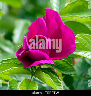 Rose 'Roseraie de l'Hay' Stock Photo