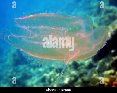 Sea walnut comb jellyfish - Mnemiopsis leidyi Stock Photo