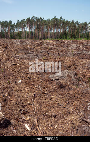 Clearing in the forest after cut down trees Stock Photo