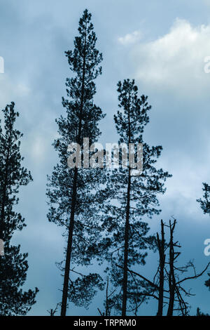 Silhouettes of tall pine trees over dark blue sky background Stock Photo