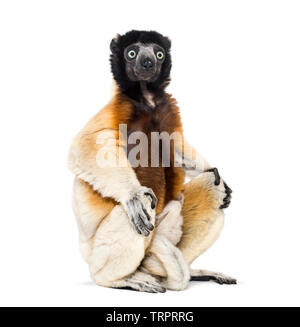 Mother Crowned Sifaka and her two months old baby sitting against white background Stock Photo