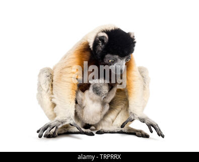 Mother Crowned Sifaka and her two months old baby sitting against white background Stock Photo