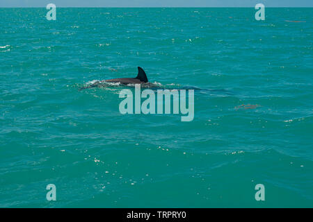 Dolphins in the biosphere of Sian Ka'an nature reserve Stock Photo