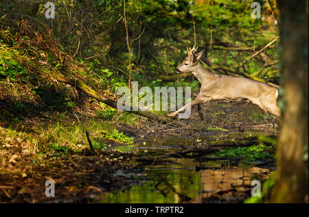 A Roe Deer jumping a stream Stock Photo