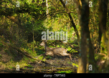 A Roe Deer jumping a stream Stock Photo