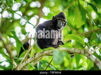 The Cub of Celebes crested macaque on the tree.  Crested black macaque, Sulawesi crested macaque, or the black ape. Natural habitat. Sulawesi Island. Stock Photo