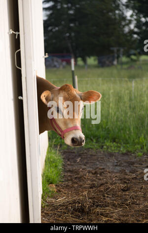 A brown Jersey cow looks out from the barn on her DeKalb County, Indiana farm home. Stock Photo