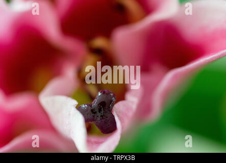 Close up detail of the centre of a lily flower showing the reproductive parts Stock Photo