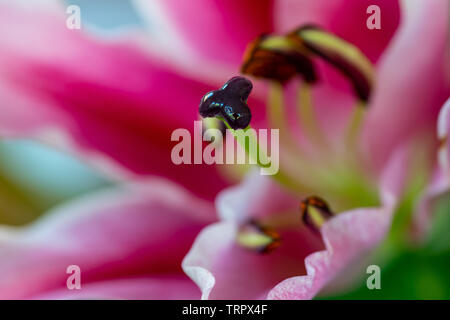 Close up detail of the centre of a lily flower showing the reproductive parts Stock Photo