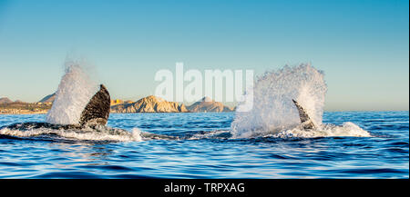 Humpback whale swimming in the Pacific Ocean. Back of the whale on the surface of the ocean. Diving in the deep Stock Photo
