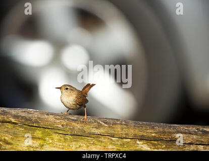 A Wren sitting on a fence with a car wheel in the background Stock Photo