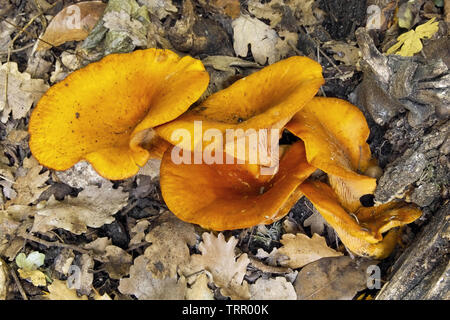 specimens of omphalotus olearius, jack o lantern mushroom Stock Photo