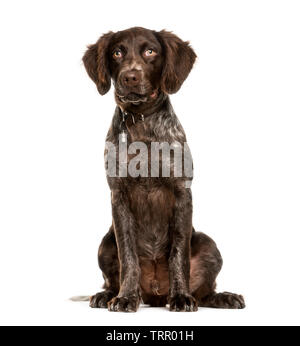 Small Munsterlander, 4 months old, sitting in front of white background Stock Photo