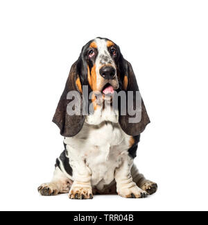 Basset Hound sitting in front of white background Stock Photo