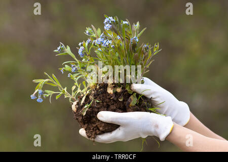 hand in gloves holding forget-me-not ready to planting, closeup Stock Photo