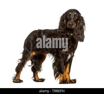 English Cocker Spaniel dog standing against white background Stock Photo