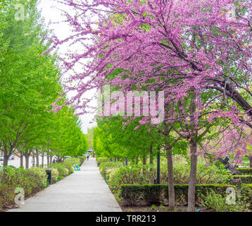 Tree lined path along City Garden Sculpture Park flowering eastern redbud tree in foreground  St Louis Missouri USA. Stock Photo