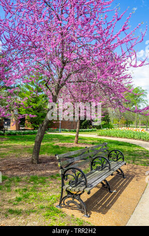 Wooden park bench under a flowering eastern redbud tree in Forest Park St Louis Missouri USA. Stock Photo