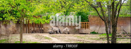 Two black rhinoceros in enclosure at St Louis Zoological Park, Forest Park, Missouri, USA. Stock Photo