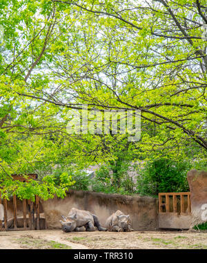 Two black rhinoceros in enclosure at St Louis Zoological Park, Forest Park, Missouri, USA. Stock Photo