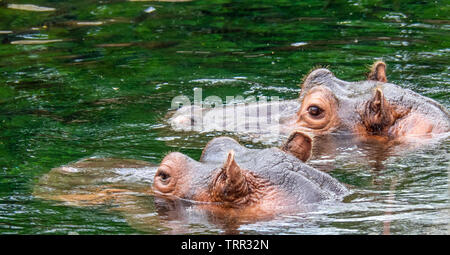 two-hippopotami-in-the-water-