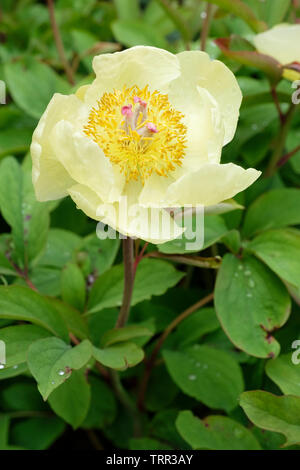 Close-up of a pale yellow flower of Mlokosewitch's peony, Paeonia Mlokosewitschii. Stock Photo